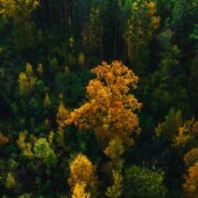 Tree News - October 2021