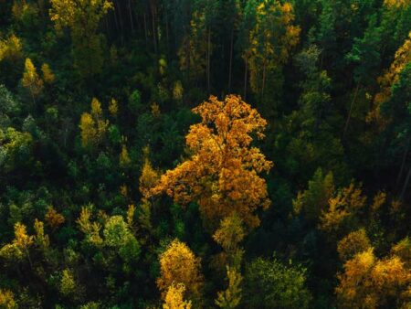 Tree News – October 2021
